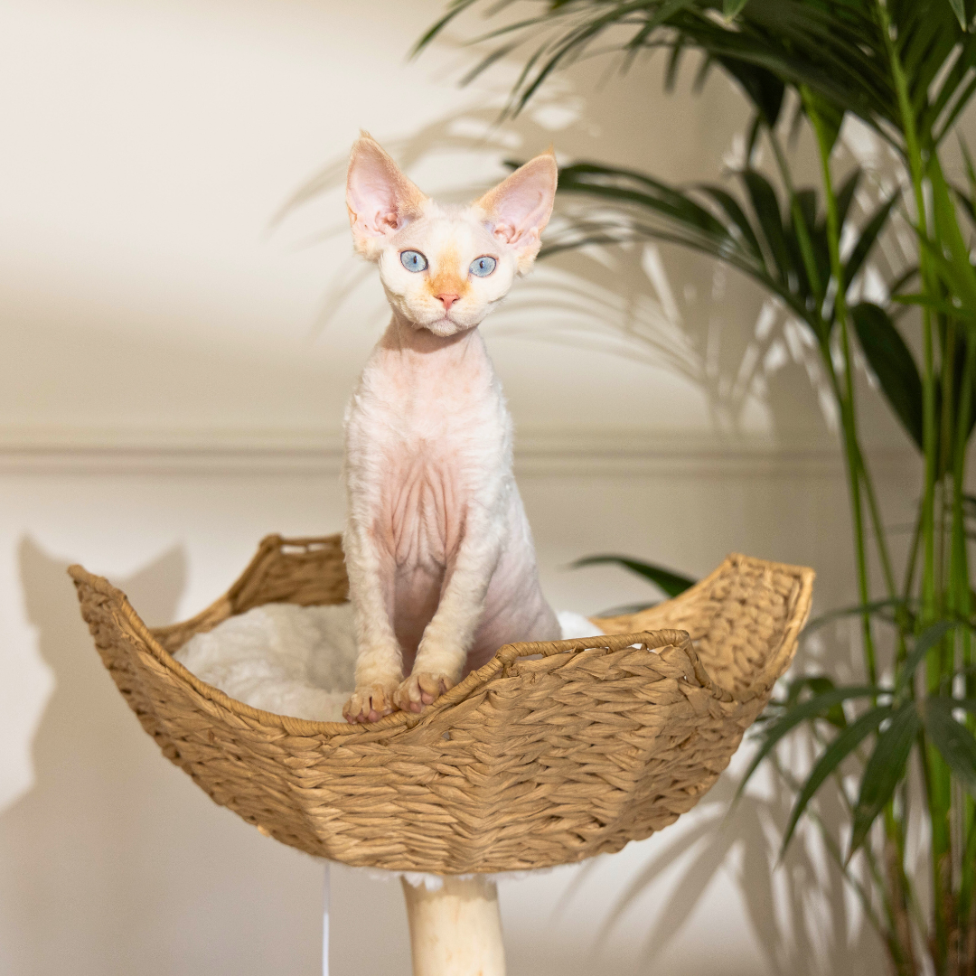 'The Alpine' Luxury Cat Tree