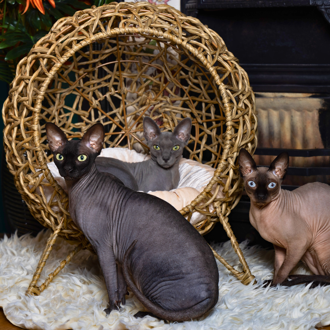 Rattan Globe