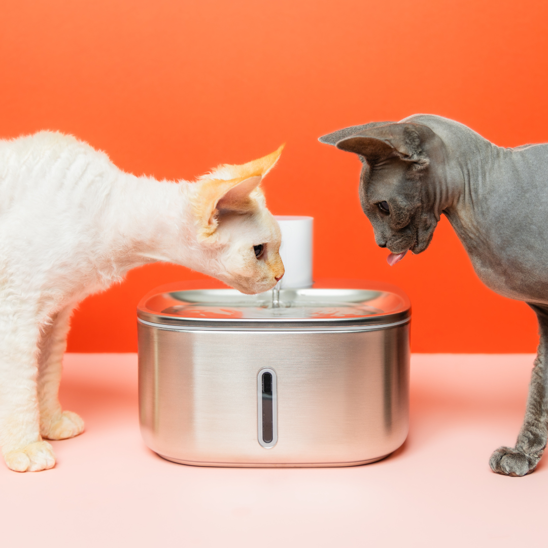 The 'Smart Stream' Wireless Cat Fountain