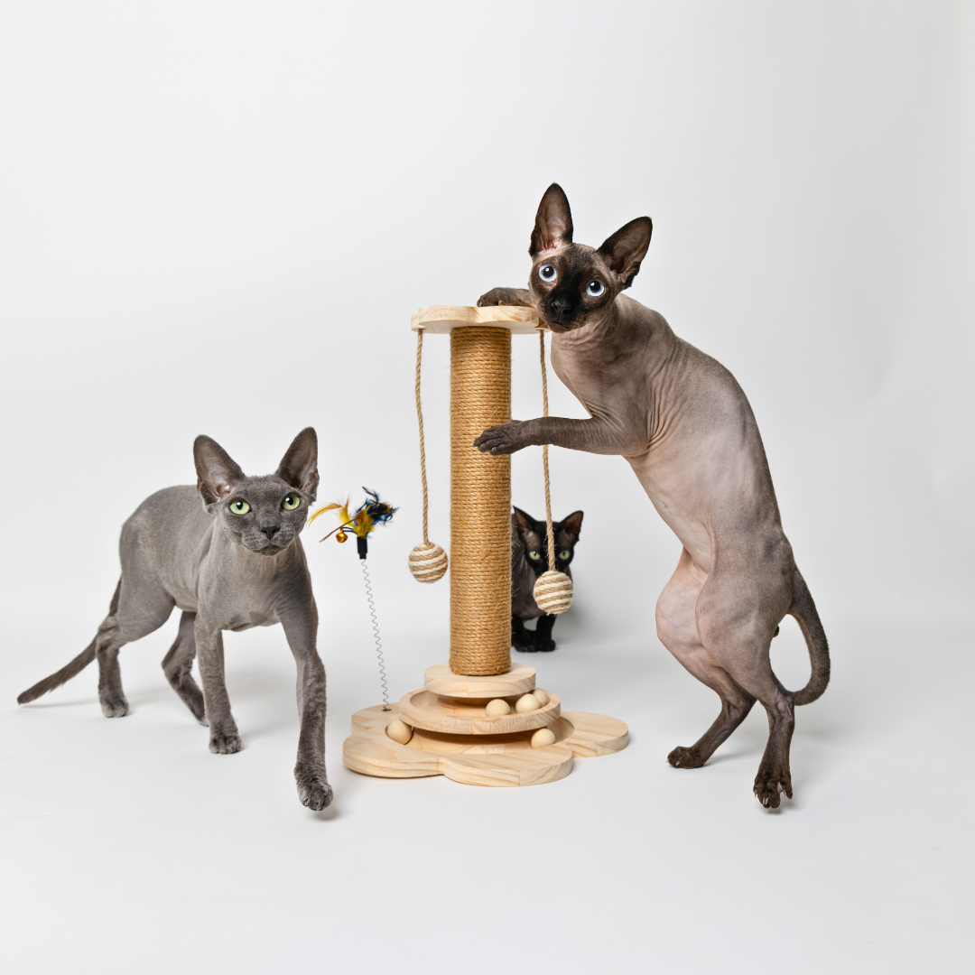 The Happy Scratch Post